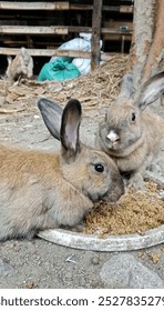local rabbits. Initially local rabbits only functioned as ornamental rabbits but now they have developed into several functions including producing meat, fur and manure.