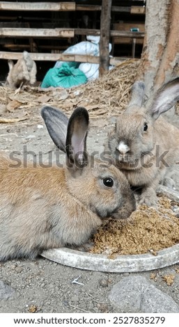 local rabbits. Initially local rabbits only functioned as ornamental rabbits but now they have developed into several functions including producing meat, fur and manure.