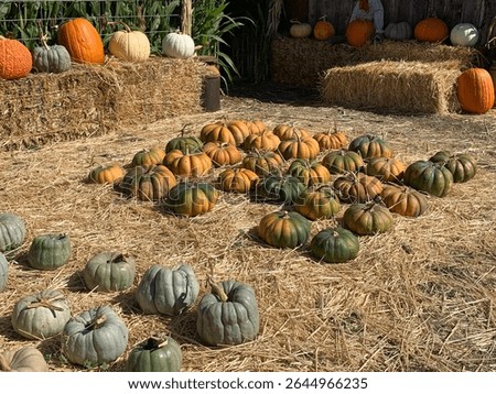 Local Sonoma County Pumpkin Patch 