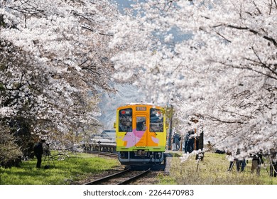A local train of Tarumi Railway 樽見鉄道 parking at Tanigumiguchi Station 谷汲口駅, with pink cherry blossom trees (Sakura) blooming by the track on a sunny spring day, in Ibigawa, Ibi District, Gifu, Japan