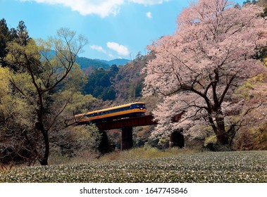 A local train travels on a bridge by a flourishing cherry blossom tree (Sakura) near Kawane Sasamado Station of Oigawa Railway 大井川鉄道 in Shimada, Shizuoka, Japan. Spring scenery of Japanese countryside