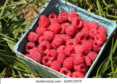 Local U Pick Raspberry Farm In West Valley, Yakima, Washington On A Beautiful Summer Day.