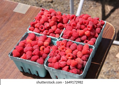 Local U Pick Raspberry Farm In West Valley, Yakima, Washington On A Beautiful Summer Day.