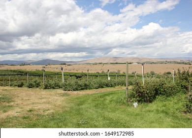 Local U Pick Raspberry Farm In West Valley, Yakima, Washington On A Beautiful Summer Day.