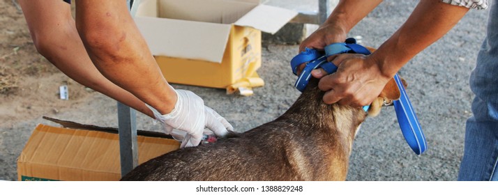 Local Veterinarian Is Injecting Rabies Vaccine In To A Dog. 