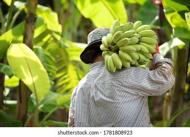 Bananaro