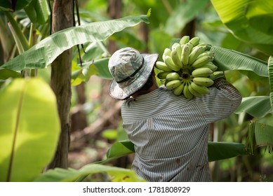 Local Workers In The Banana Plantation, Female Farmers Raise Bananas On An Organic Farm, Thai Smile Farm.