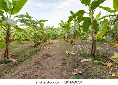 Local Workers In The Banana Plantation, Female Farmers Raise Bananas On An Organic Farm