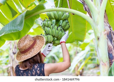 Local Workers In The Banana Plantation, Female Farmers Raise Bananas On An Organic Farm