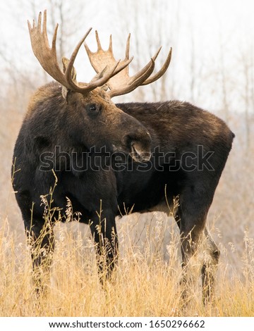 Local Wyoming Bull Moose named Firecracker by the locals. This was during the moose rut in the fall of 2019