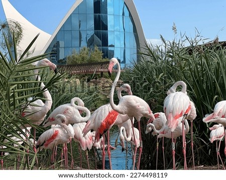 Oceanogràfic València is Located in architectural complex of the City of Arts and Sciences in Valencia,the aquarium is a true tribute to the seas and oceans of the planet. Flamingo in Oceanographic