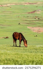 Located In The Northern Grassland Of China, The Sun Is Very Bright And The Temperature Is Relatively High. Animals Graze On The Grassland In The Early Morning, And The Vegetation And Wild Flowers On T