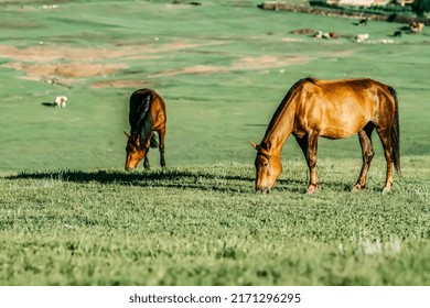 Located In The Northern Grassland Of China, The Sun Is Very Bright And The Temperature Is Relatively High. Animals Graze On The Grassland In The Early Morning, And The Vegetation And Wild Flowers On T