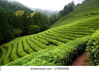 Located in South Jeolla Province (전라남도),  Boseong county (보성군) is most famous for lush mountains, tiny seaside villages, and local green tea.   - Powered by Shutterstock