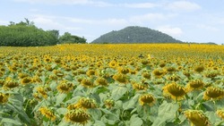 Location Photos Wide Field Of Sunflowers Many Sunflowers Are Bright Yellow, Lively In The Bright Sunlight. During The Day, Tourists Stop By To Take Photos. Behind Is A Green Mountain. Abundant Forest 