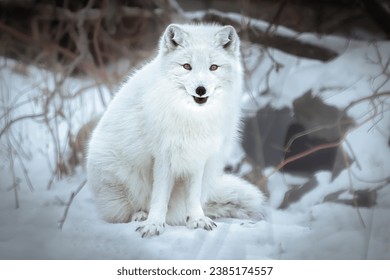 Lock eyes with a tiny predator, an Arctic Fox (Vulpes lagopus) rests in a snow covered spot surrounded by brush. White fur camoflauges it in the winter landscape. Captive animal