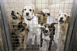Locked Kennel Dogs Abandoned, Sadness