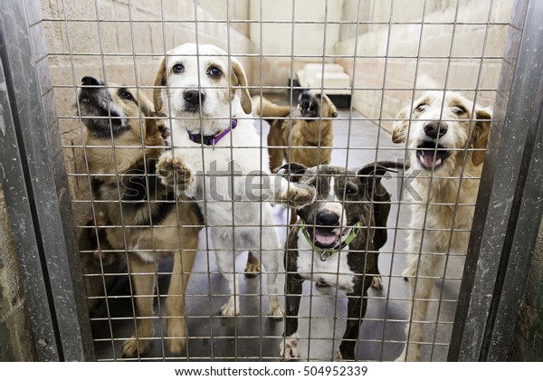 Locked kennel dogs
abandoned, sadness