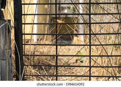 A Locked Metal Grill Door And A Messy Yard