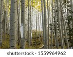 Lockett Meadow in Fall with changing leaves of yellow in Arizona