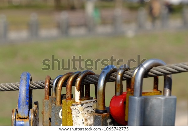 locks hang on a cable on a\
bridge