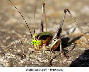 locust