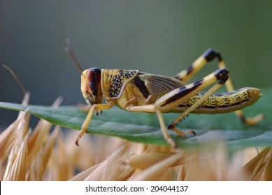  Locust Anacridium Aegyptium Crop Pest