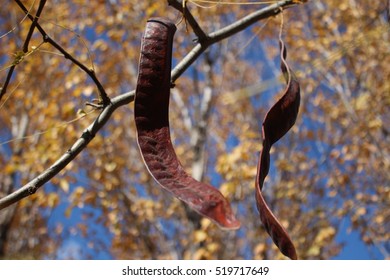 Locust Bean On The Tree In The Park Afternoon Photo