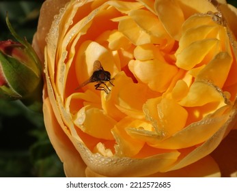 Locust Blow Fly (Stomorhina Lunata) Sitting On A Beautiful Yellow Rose Covered In Morning Dew