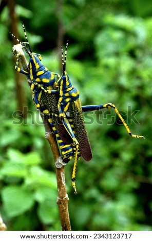 The Locust busy to Intercourse on a tree branch.
