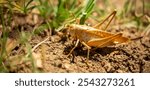 Locust close-up on plants. Locust invasion of agricultural fields. Exotic food of Asia.