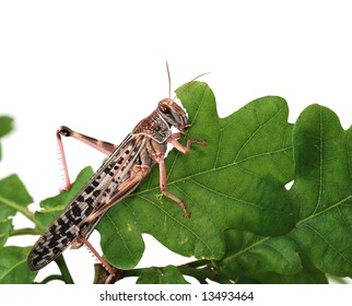 Locust Eating A Leaf Of An Oak - Macro Shot