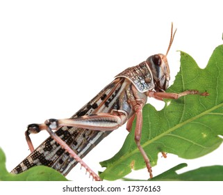 Locust Eating A Leaf Of An Oak - Macro Shot