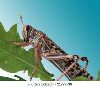 Locust Eating A Leaf Of An Oak - Macro Shot