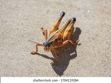 Locust Grasshopper Of Family 
