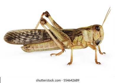 Locust isolated on white background. Side view. Macro.