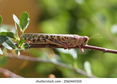 Locust Or Also Known As Grasshopper. Captured This One After Swarm Of Grasshopper Crossed The City. 
