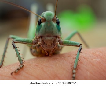 Locust, Lat. Melonoplus Femur-rebrum
Green Large Grasshopper Sits On His Hand, Does Not Fly Away