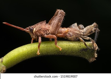 Locust moulting on  black background. - Shutterstock ID 1519819007