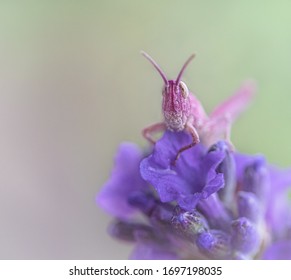 Locust Nymph On Lavander, Naturally Pink