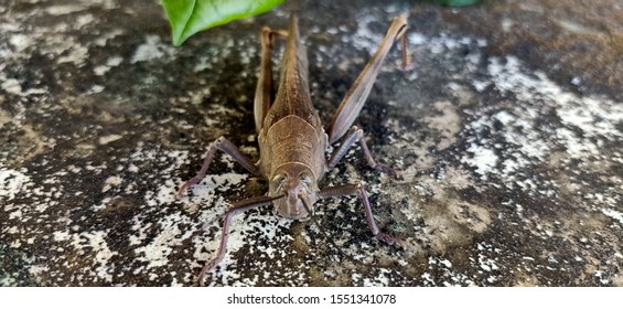 Locust Is One Kind Of Herbivores That Are Included In The Order Orthoptera With Family Acrididae. These Animals Have Two Antennae On His Head Which Is Much Shorter Than The Shape Of The Body.