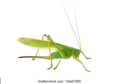 Locust Photographed On White Background Stock Photo 55667500 | Shutterstock