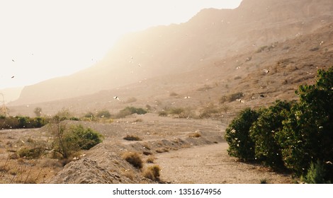 Locust Plague In The Judean Wilderness