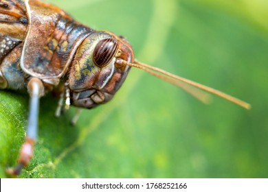 Locust, the short short horned grasshopper.