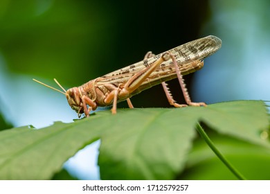 locust from side eating a leaf, animal macro