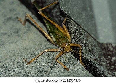 Locust From Side Eating A Leaf, Animal Macro