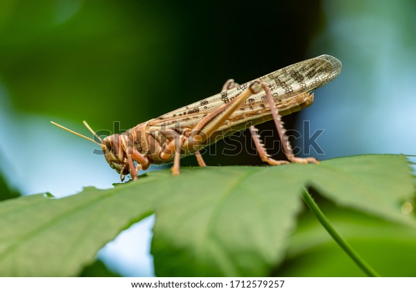 locust from side\
eating a leaf, animal\
macro
