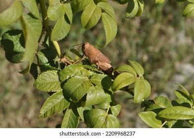 Locust Sits On A Wild Rose Bush