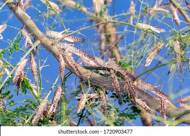 Locust swarm eating a green tree in Al Ain UAE