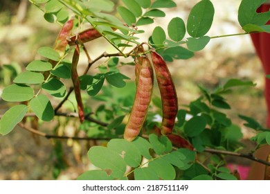 Locust Tree, Red Locust In The Tree